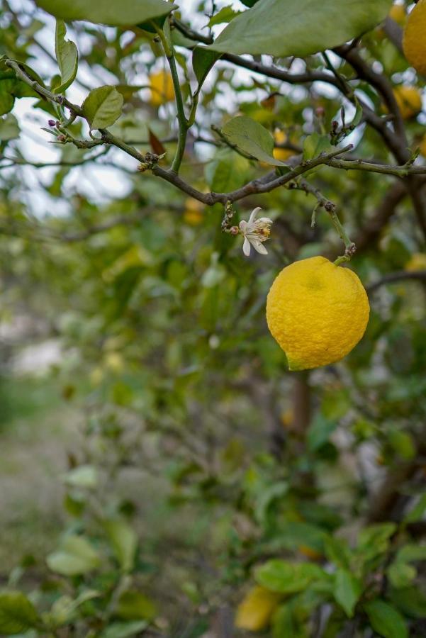 Grape Datca Hotel Kızlanköy Eksteriør billede