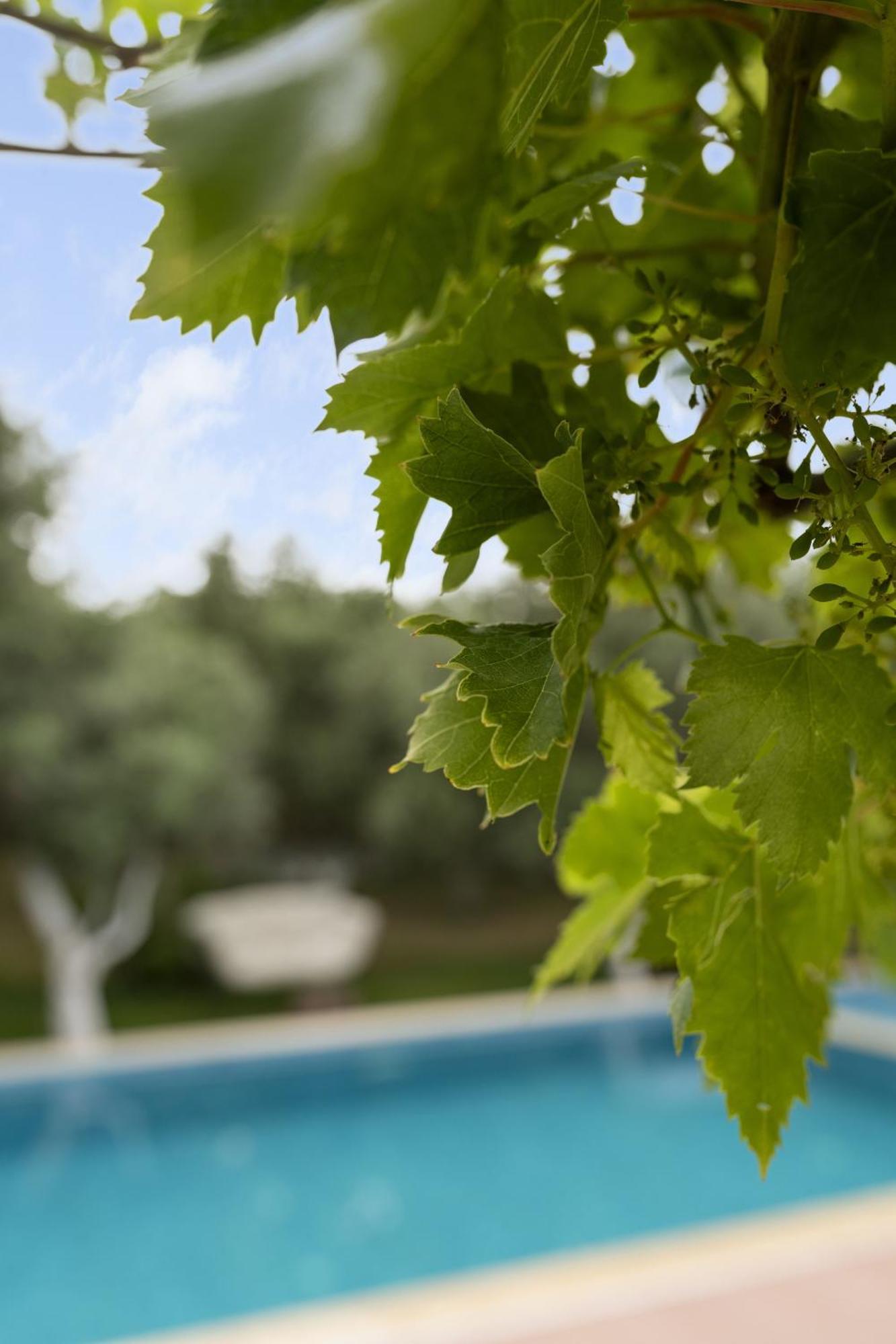 Grape Datca Hotel Kızlanköy Eksteriør billede